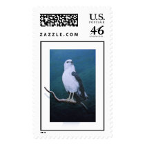 Hawk-White-necked Hawk postage