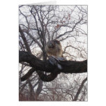 Hawk With Seagull cards