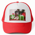 Hawkeye - ShihTzu - Palmer hats