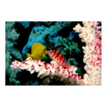 Hawkfish & Yellow Tang posters by almedic104 Hawkfish & Yellow Tang posters