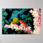 Hawkfish & Yellow Tang Poster