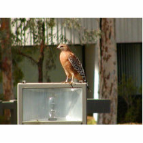 Hawks Birds Photo Sculptures