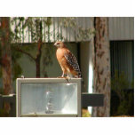 Hawks Birds Photo Sculptures