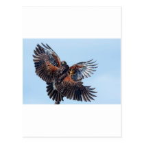 Hawks Fight for Control of the Sky postcards