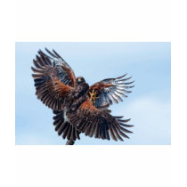Hawks Fight for Control of the Sky t-shirts