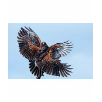 Hawks Fight for Control of the Sky t-shirts
