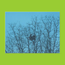 Hawk's Nest Postcard