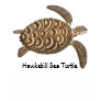 Hawksbill Sea Turtle Kids...