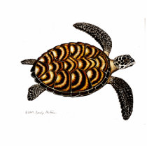 Hawksbill Sea Turtle photo sculptures