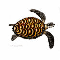 Hawksbill Sea Turtle photo sculptures by twopurringcats Hawksbill Sea Turtle photo sculptures
