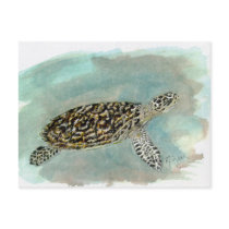 Hawksbill Sea Turtle Postcard