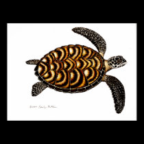 Hawksbill Sea Turtle posters
