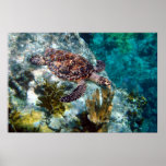 Hawksbill Sea Turtle, US Virgin Islands Poster