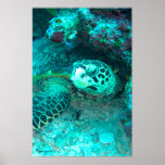 Hawksbill Turtle Posters