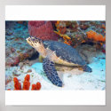 Hawksbill turtle posters