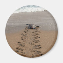 Hawksbill Turtle Trek magnet