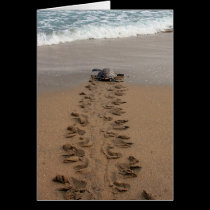 Hawksbill Turtle Trek note card cards
