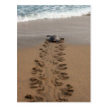 Hawksbill Turtle Trek postcard