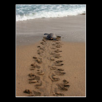 Hawksbill Turtle Trek postcard postcards