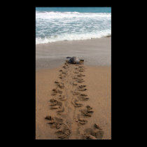 Hawksbill Turtle Trek print posters