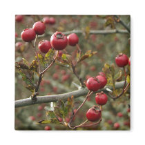 Hawthorn Berries Magnet magnets
