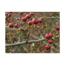 Hawthorn Berries Postcard postcards