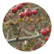 Hawthorn Berries Stickers stickers