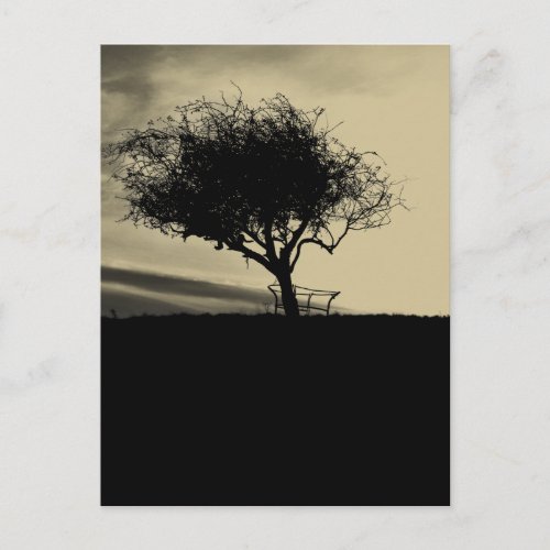 Hawthorn in Glastonbury Postcard Black Sepia Tree postcard