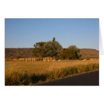 Hay cards
