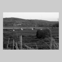 Hay Days Print posters
