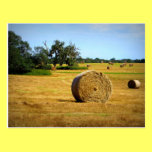 Hay Postcard postcards