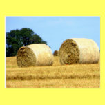 Hay Rolls Postcard postcards