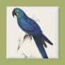 Hayacinthe Maccaw Magnets