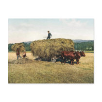 Haying in New England - Vintage 1900 Post Card