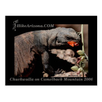 HAZ Chuckwalla Postcard postcards