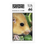 Hazel Dormouse Postage