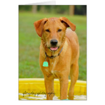 HCD_3978, glorydaysphotography Greeting Card