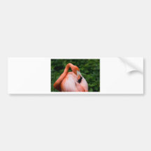 HDR Flamingo Bird Birds Wild Photo Picture Photos Bumper Stickers