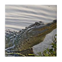 HDR Gator Ceramic Tile