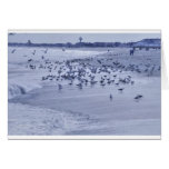 HDR Group of Seagulls Checking Out the Beach Ocean Greeting Cards