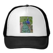 HDR Peacock Bird Birds Pretty Beautiful Photo Pic Hat