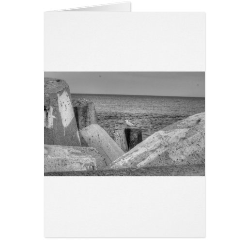 HDR Seagull B/W Sitting on Concreat Pier Pole Greeting Card