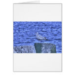 HDR Seagull Sitting on Pier Pylon Greeting Card