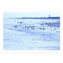 HDR Seagulls Checking Out Beach Coastline Post Card