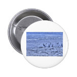 HDR Seagulls Together Beach Watching Ocean Pins