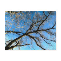 HDR Tree Postcard