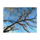 HDR Tree Postcard