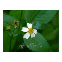 He/She Loves Me, He/She Loves Me Not (FRN orgin) posters by mckeyr He/She Loves Me, He/She Loves Me Not (FRN orgin) posters