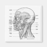 HEAD AND NECK ANATOMY T-SHIRTS AND GIFTS FRIDGE MAGNET