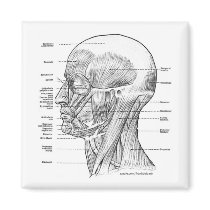 HEAD AND NECK ANATOMY T-SHIRTS AND GIFTS magnets